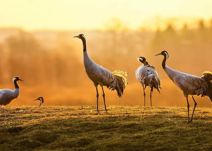 Finn Im Heidpark 別荘